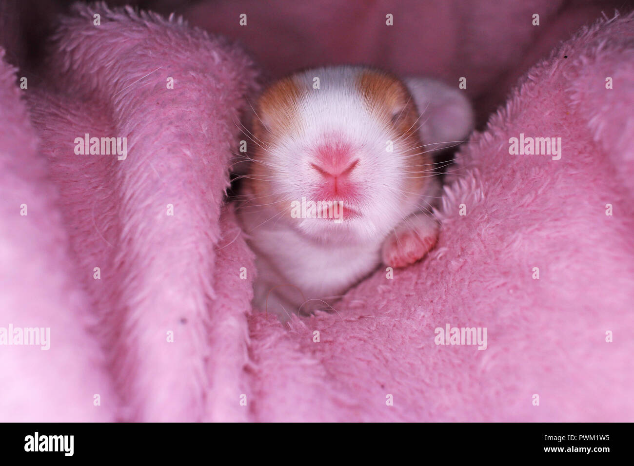 Mignon Bebe Lapin Belier Lapin Kit New Born Lapins Mignon Photo Stock Alamy