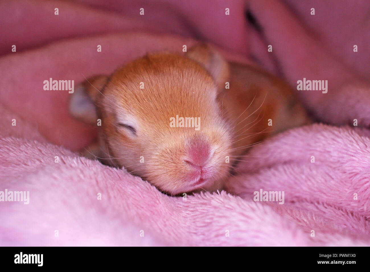 Mignon Bebe Lapin Belier Lapin Kit New Born Lapins Mignon Photo Stock Alamy