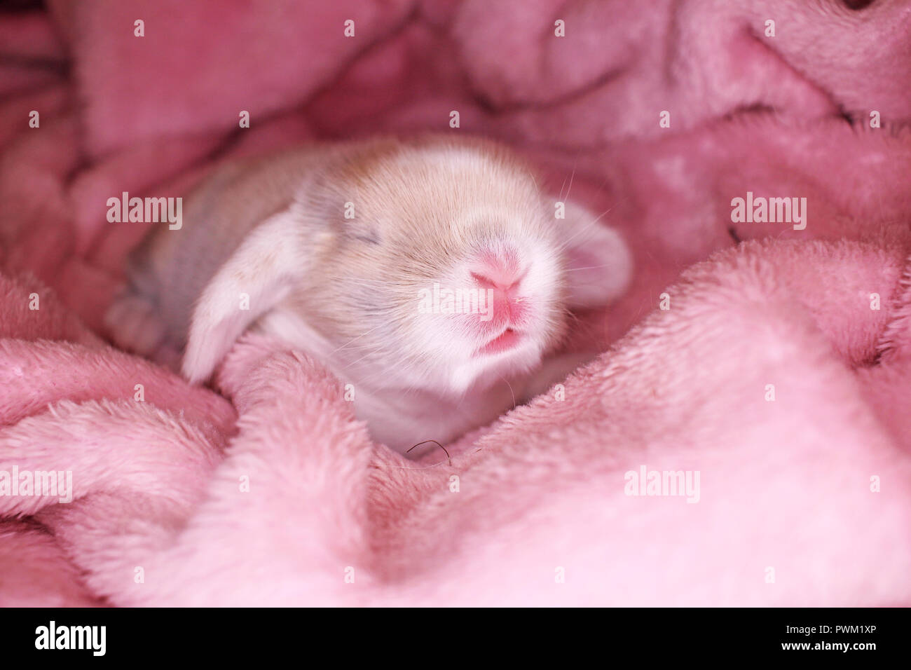 Mignon Bebe Lapin Belier Lapin Kit New Born Lapins Mignon Photo Stock Alamy