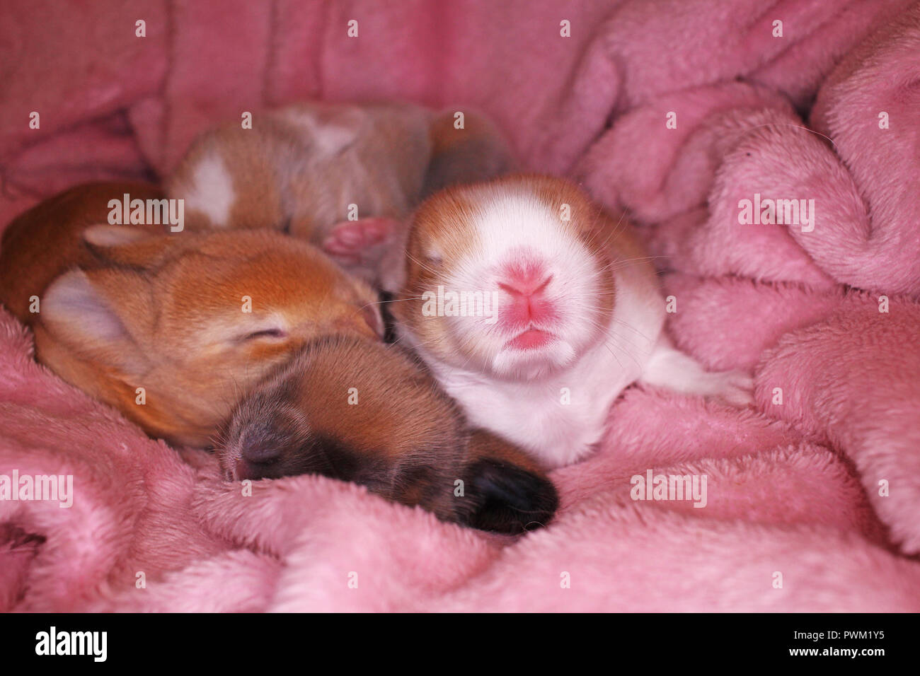 Mignon Bebe Lapin Belier Lapin Kit New Born Lapins Mignon Photo Stock Alamy