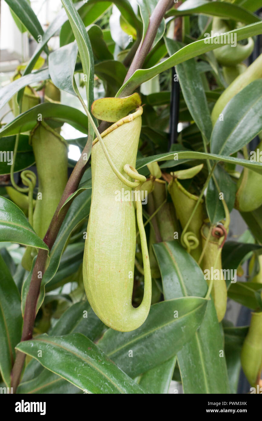 Sarracénie tropicaux (Nepenthes distilatoria) originaire de Sri Lanka Banque D'Images