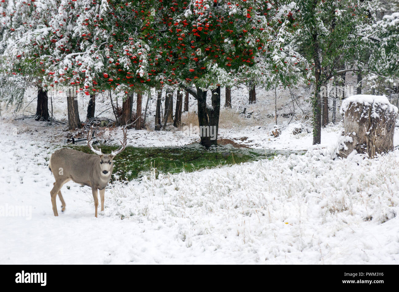 Un mâle erre autour de l'extérieur de notre place à l'automne la neige, pris dans notre arrière-cour, dans l'Est des Kootenays, Colombie-Britannique, British Columbia, Canada Banque D'Images