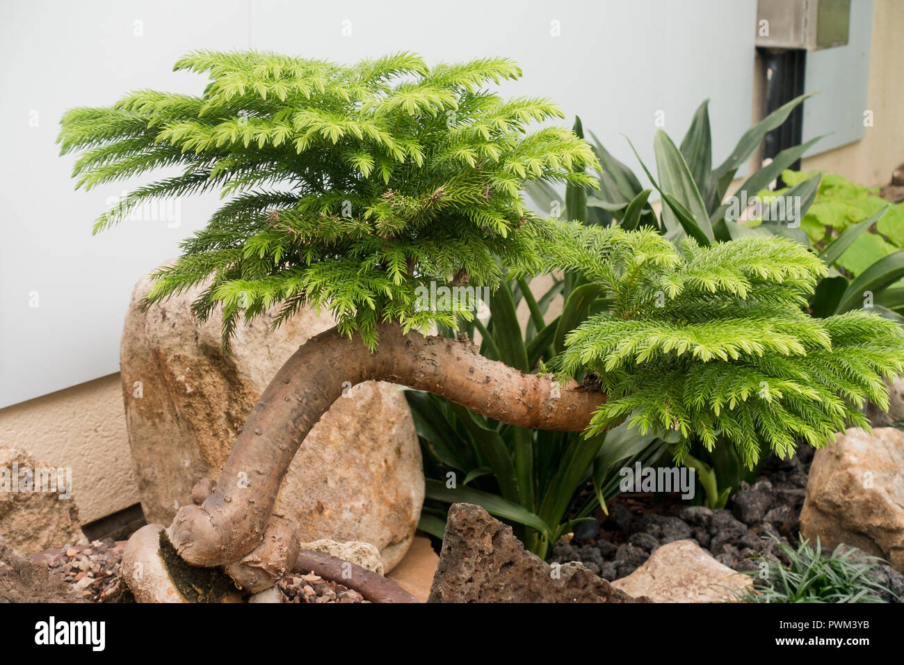 Pin D Ile De Norfolk Banque D Image Et Photos Alamy Pin D Ile De Norfolk Banque D Image Et Photos Alamy