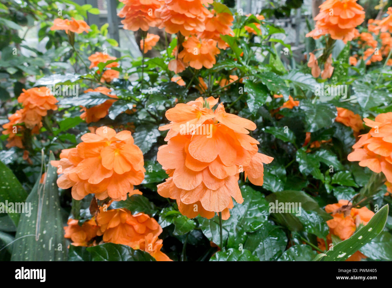 Firecracker fleurs (Crossandras infundibuliformis) en pleine floraison Banque D'Images