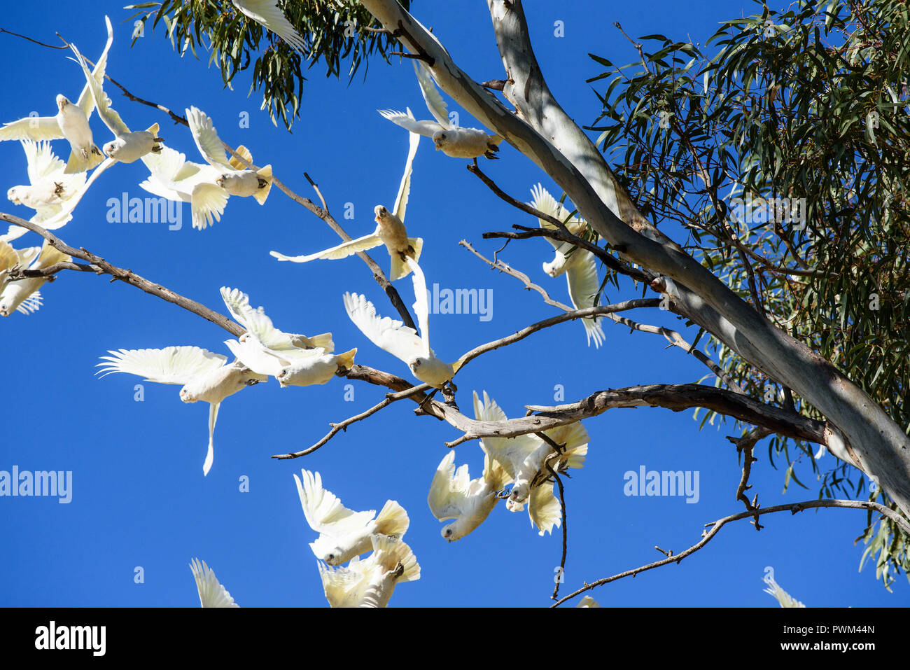 Troupeau d'oiseaux blancs, corellas, décollant de gum tree avec fond de ciel bleu, l'Australie du Sud, Australie Banque D'Images