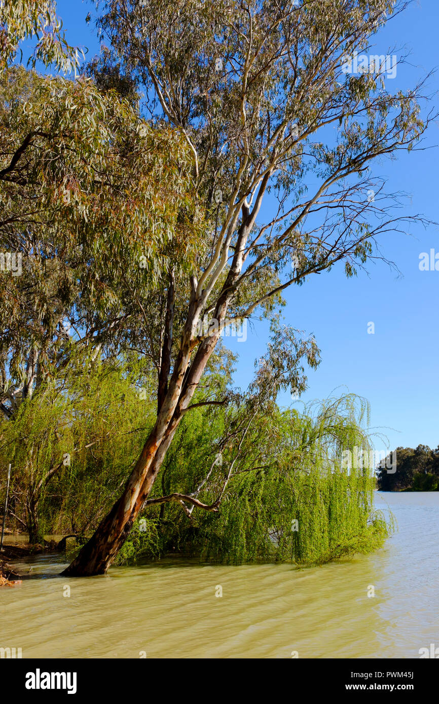 River red gum dans la Murray River, Australie du Sud, Australie Banque D'Images