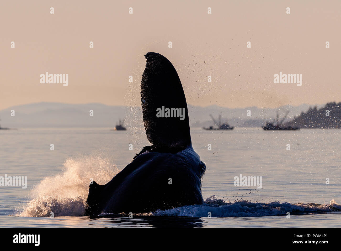 Baleine à bosse (Megaptera novaeangliae) fluke queue éclaboussures pendant un après-midi à la fin de l'automne, Île Hanson Blackfish Sound, au large de l'île de Vancouver, Banque D'Images