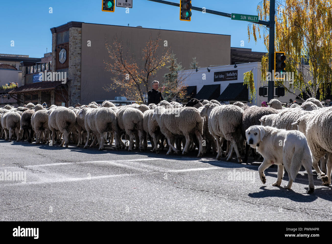 Prêtre bénit les moutons sur la rue Main à Ketchum, Idaho pour les moutons du Festival Banque D'Images