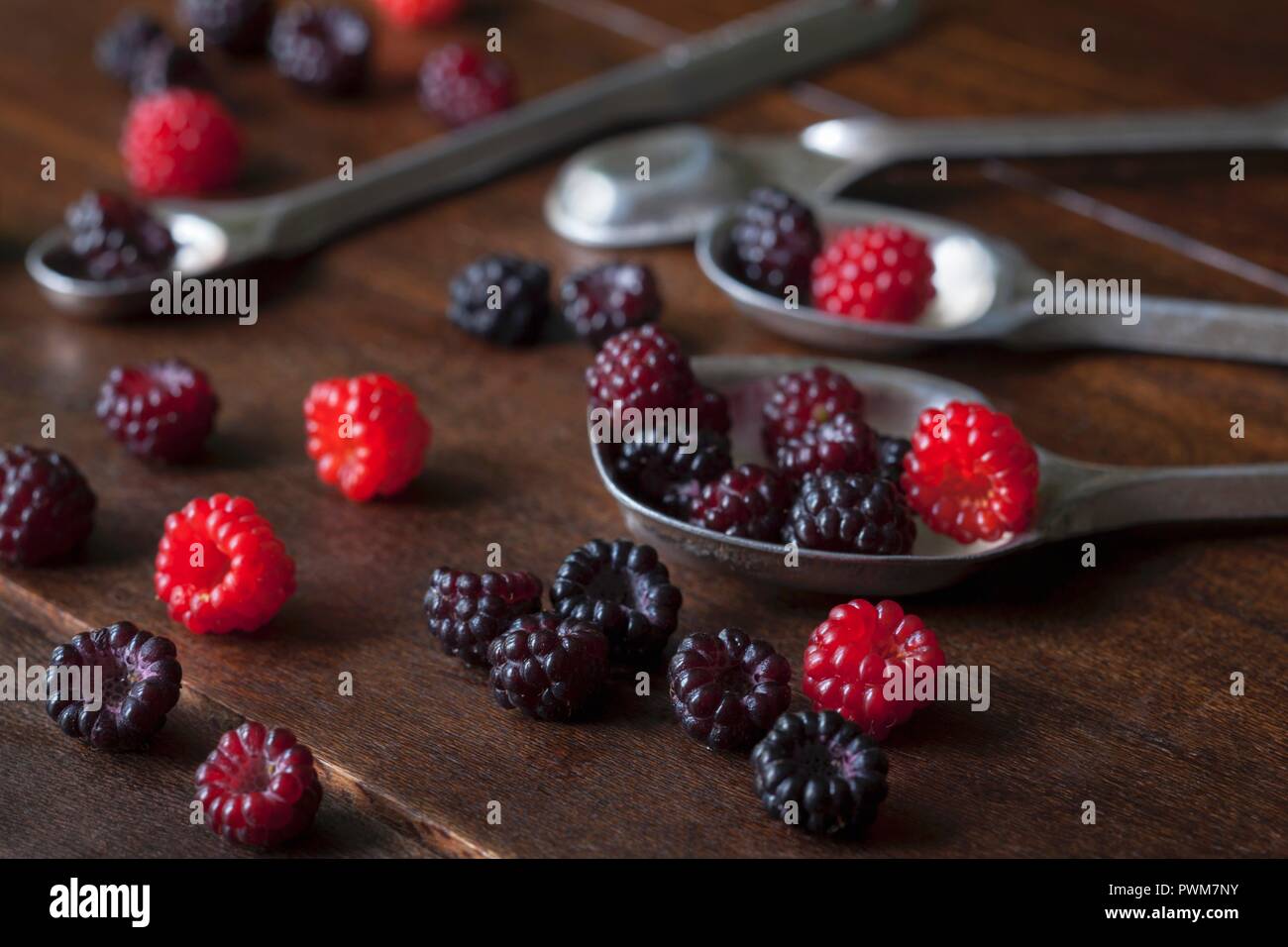 Rouge et noir fraîchement cueillies sur les framboises sauvages cuillères en argent sur une surface en bois Banque D'Images