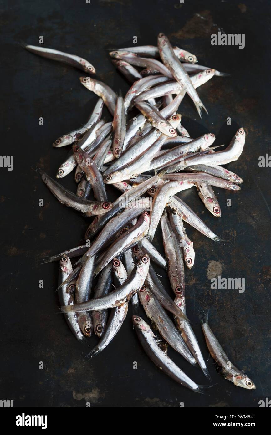 Sardines sur une feuille de métal Banque D'Images