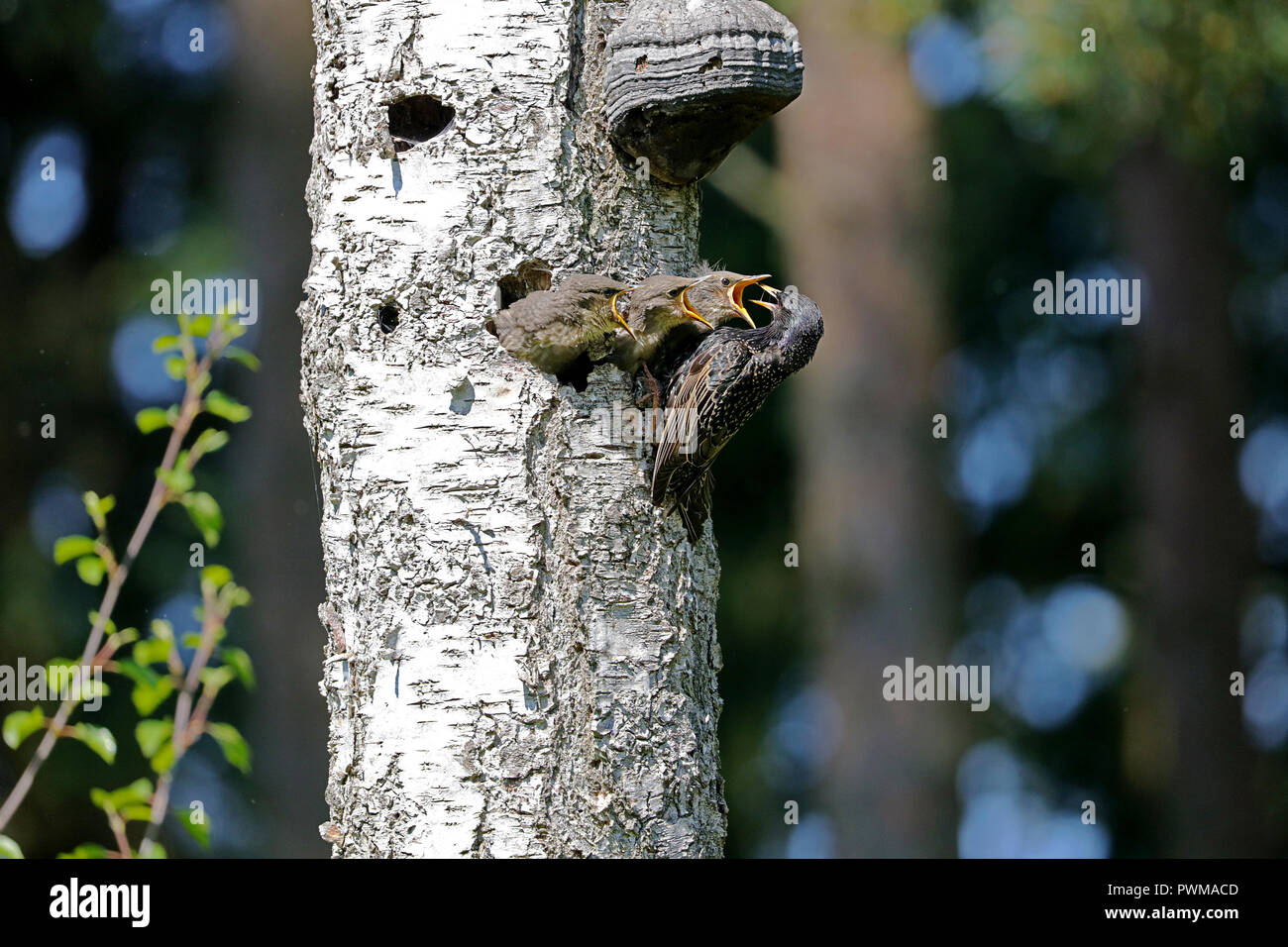 L'Étourneau sansonnet (Sturnus vulgaris) au moment de l'alimentation Banque D'Images