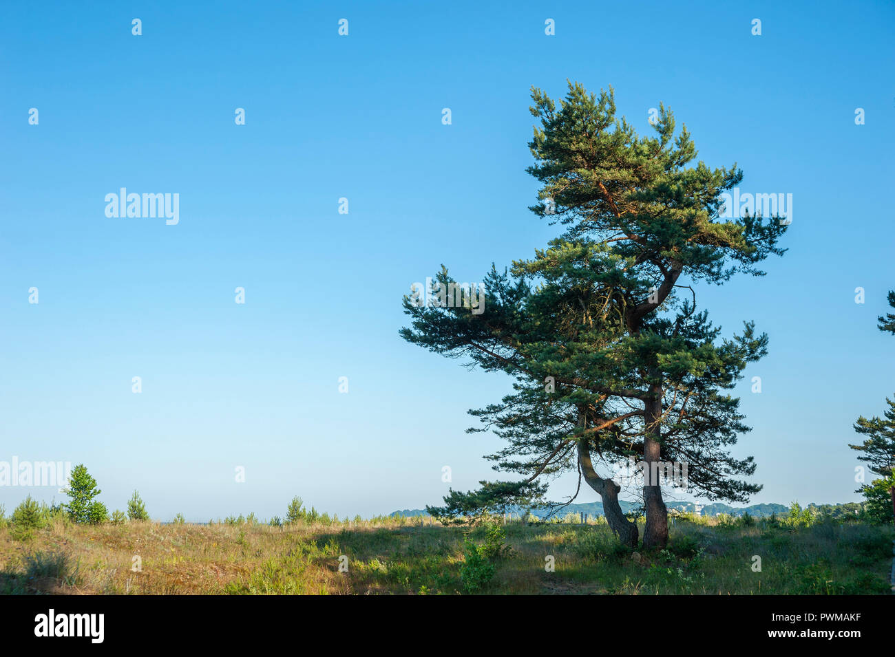 Pine Tree dans les dunes, Baabe, Rügen, Mecklembourg-Poméranie-Occidentale, Allemagne, Europe Banque D'Images