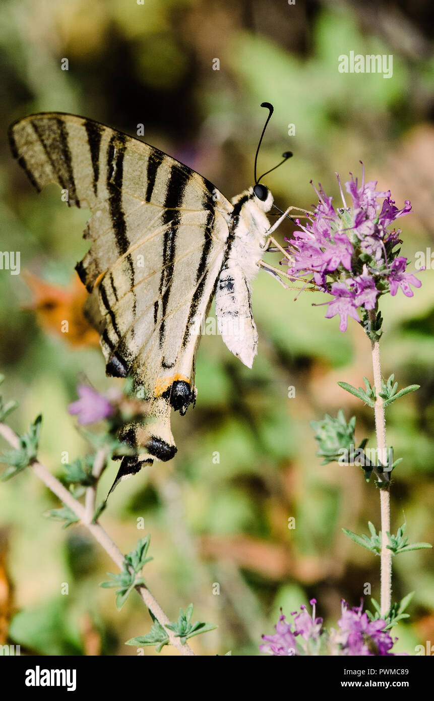 Portrait photography Banque D'Images