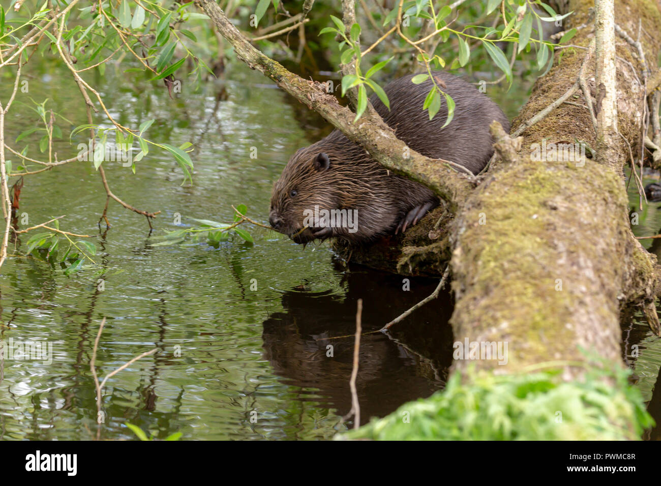 Une importance adéquate devra Castor (Castor fiber) eating willow sur la rivière Ericht, près de Blairgowrie, Ecosse, Royaume-Uni. Banque D'Images