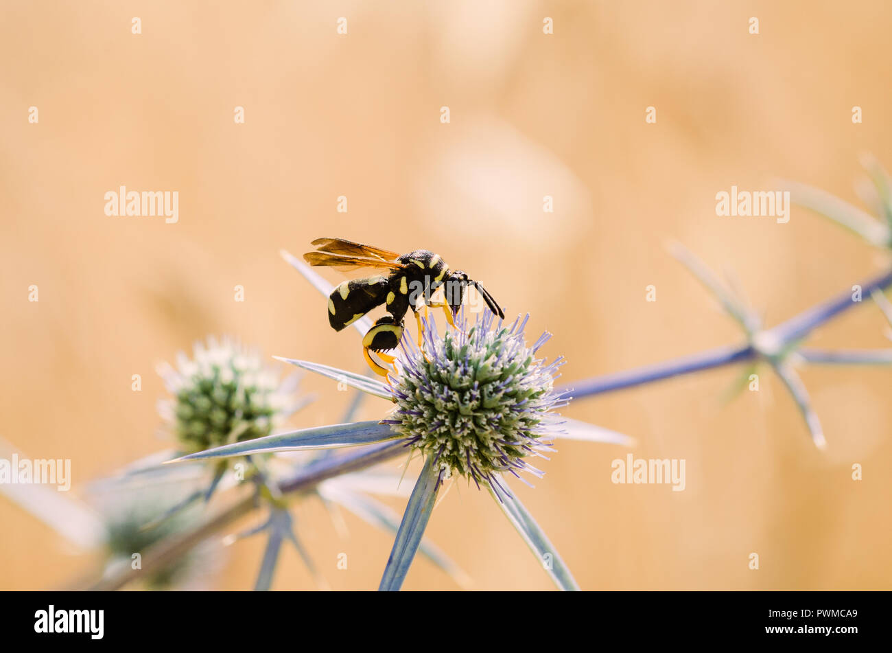 Portrait de la photographie, de l'orange-jaune et noir avec des insectes abeilles fleurs vert et violet, fond clair et bokeh Banque D'Images