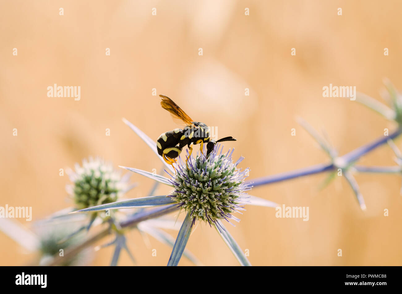 Portrait de la photographie, de l'orange-jaune et noir avec des insectes abeilles fleurs vert et violet, fond clair et bokeh Banque D'Images