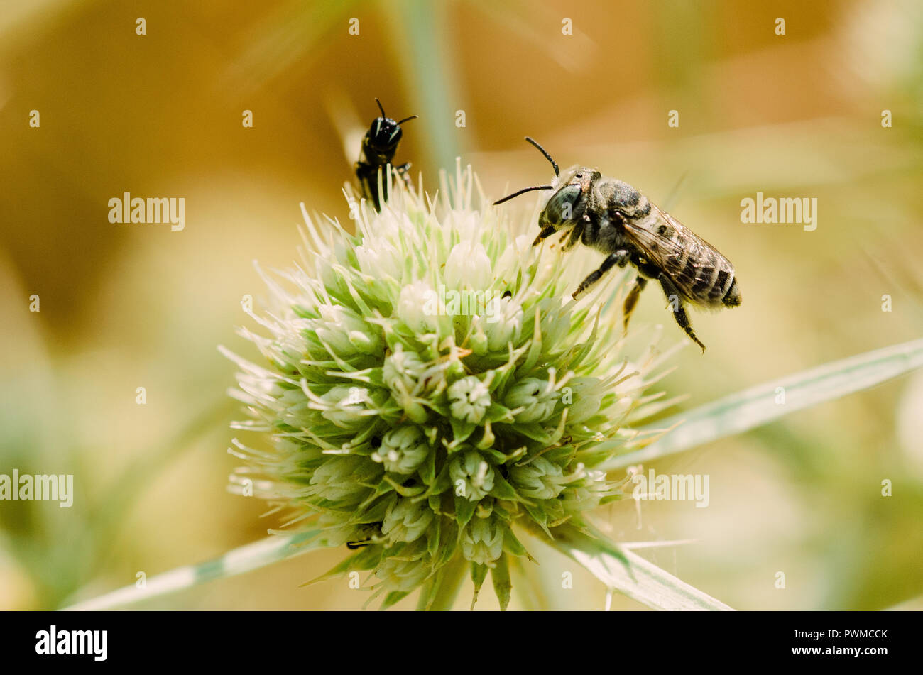 Portrait de la photographie, de l'orange-jaune et noir avec des insectes abeilles fleurs vert et violet, fond clair et bokeh Banque D'Images