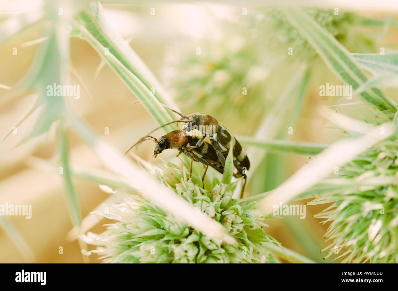Portrait de la photographie, de l'orange-jaune et noir avec des insectes abeilles fleurs vert et violet, fond clair et bokeh Banque D'Images