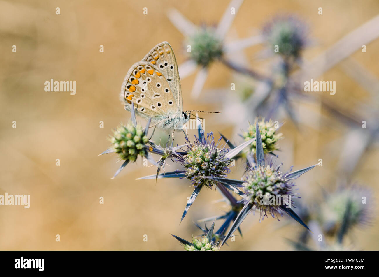 Close up photographie, petit papillon jaune et vert avec des fleurs violettes, fond clair avec effet bokeh Banque D'Images