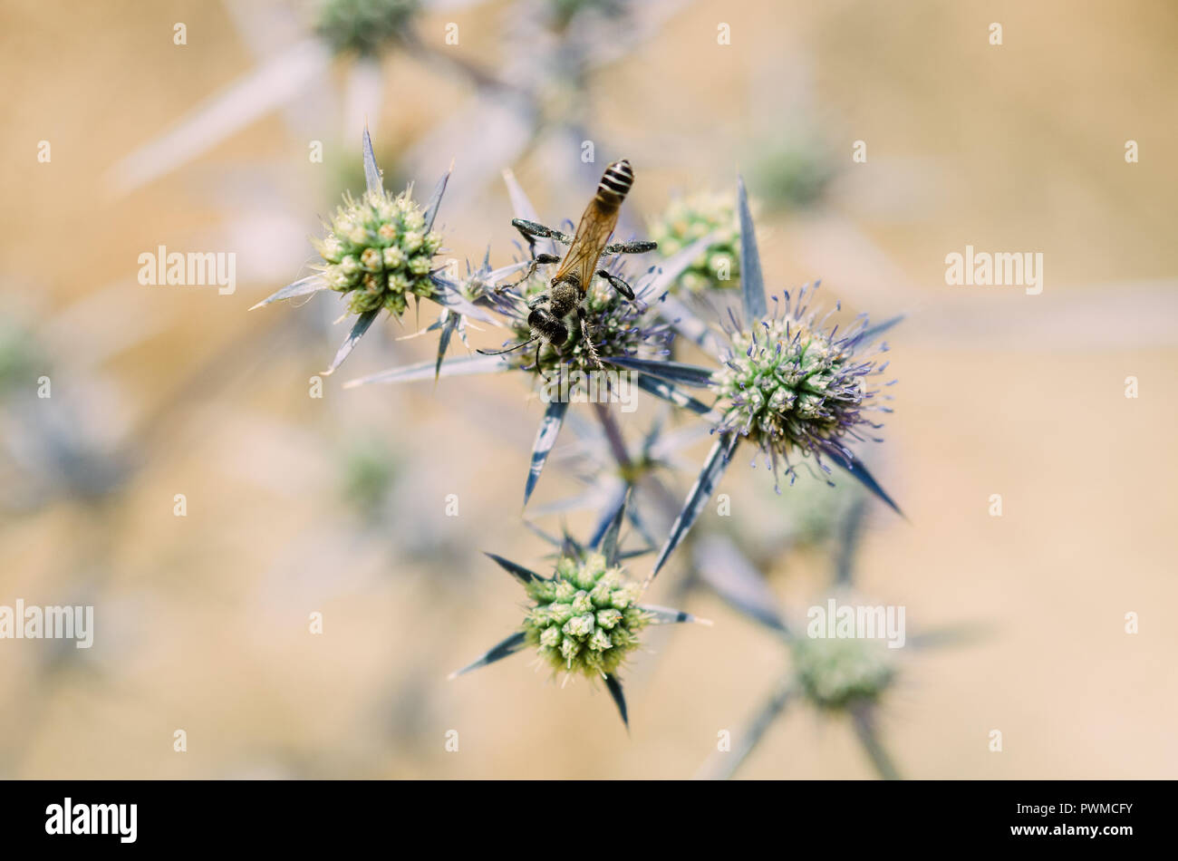 Portrait de la photographie, de l'orange-jaune et noir avec des insectes, fleurs vert et violet clair avec effet bokeh background Banque D'Images