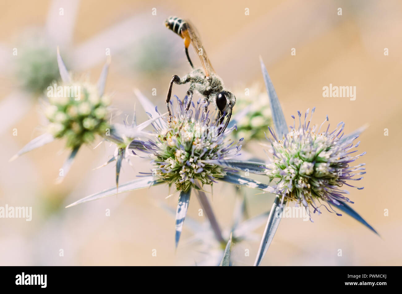 Portrait de la photographie, de l'orange-jaune et noir avec des insectes, fleurs vert et violet clair avec effet bokeh background Banque D'Images