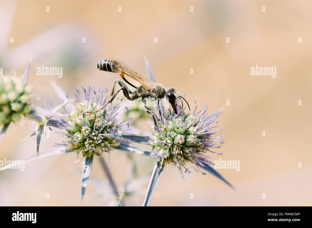 Portrait de la photographie, de l'orange-jaune et noir avec des insectes, fleurs vert et violet clair avec effet bokeh background Banque D'Images