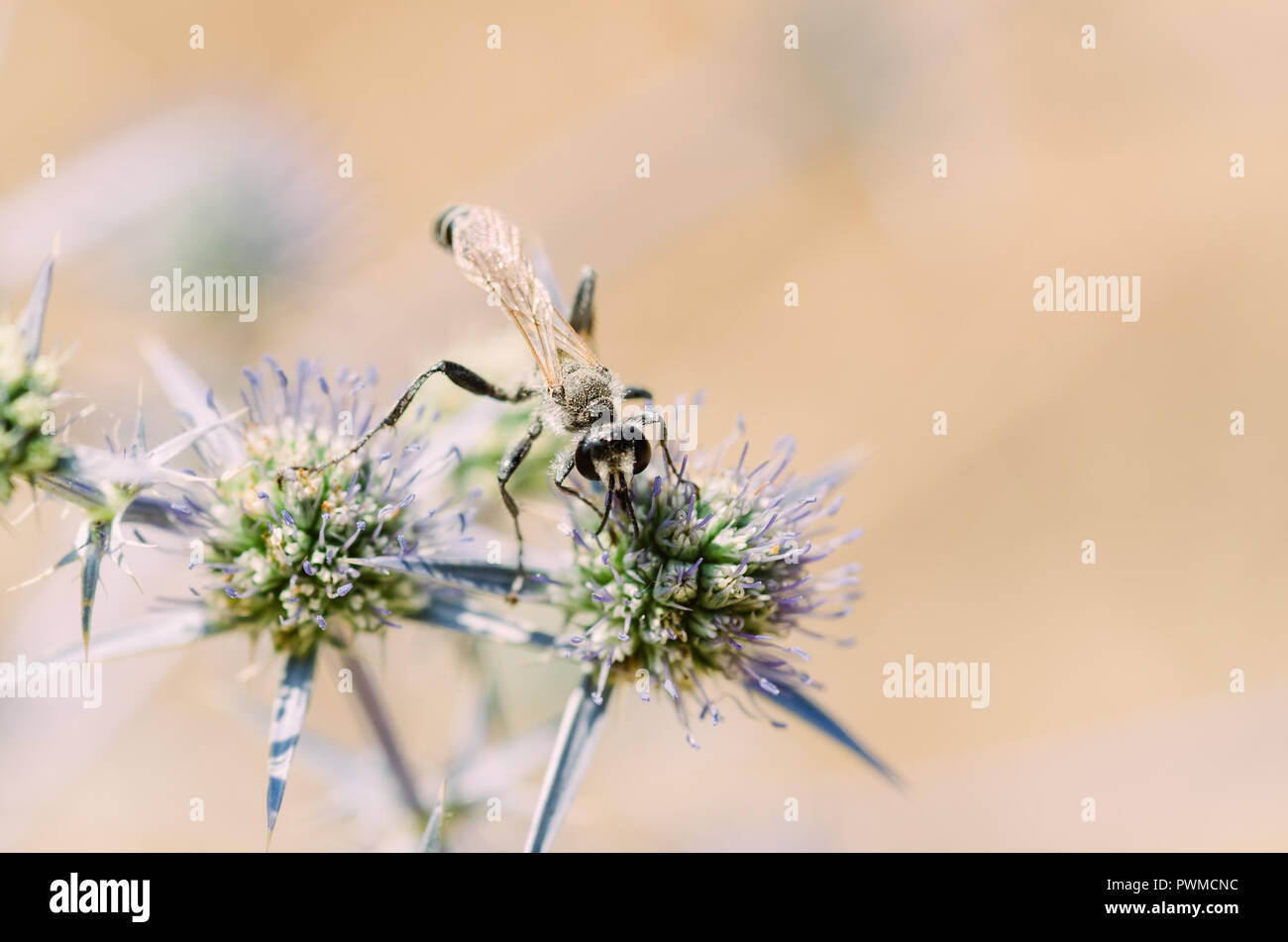 Portrait de la photographie, de l'orange-jaune et noir avec des insectes, fleurs vert et violet clair avec effet bokeh background Banque D'Images