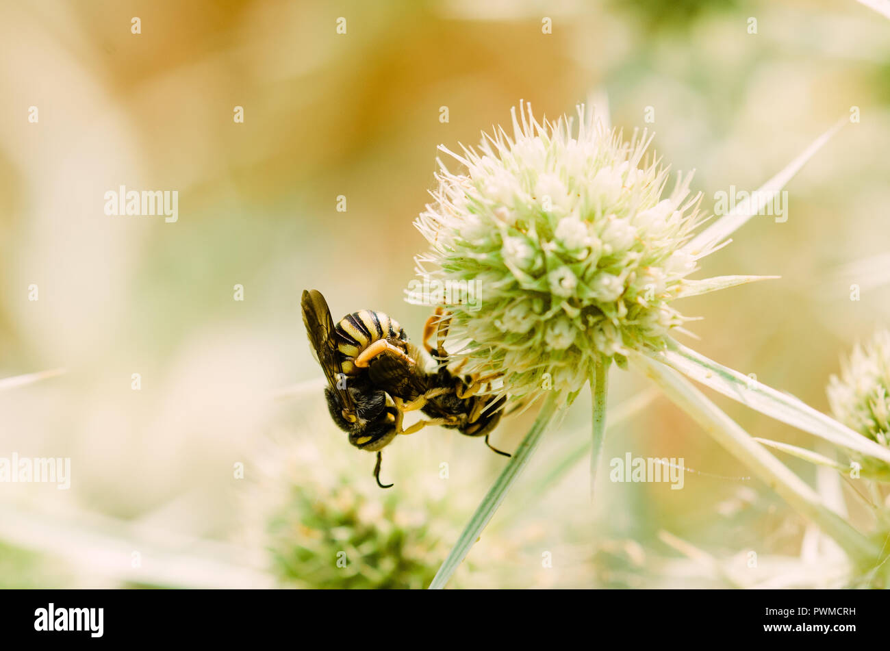 Close up photography, jaune et noir avec fleur verte, d'abeilles et flou d'arrière-plan clair Banque D'Images