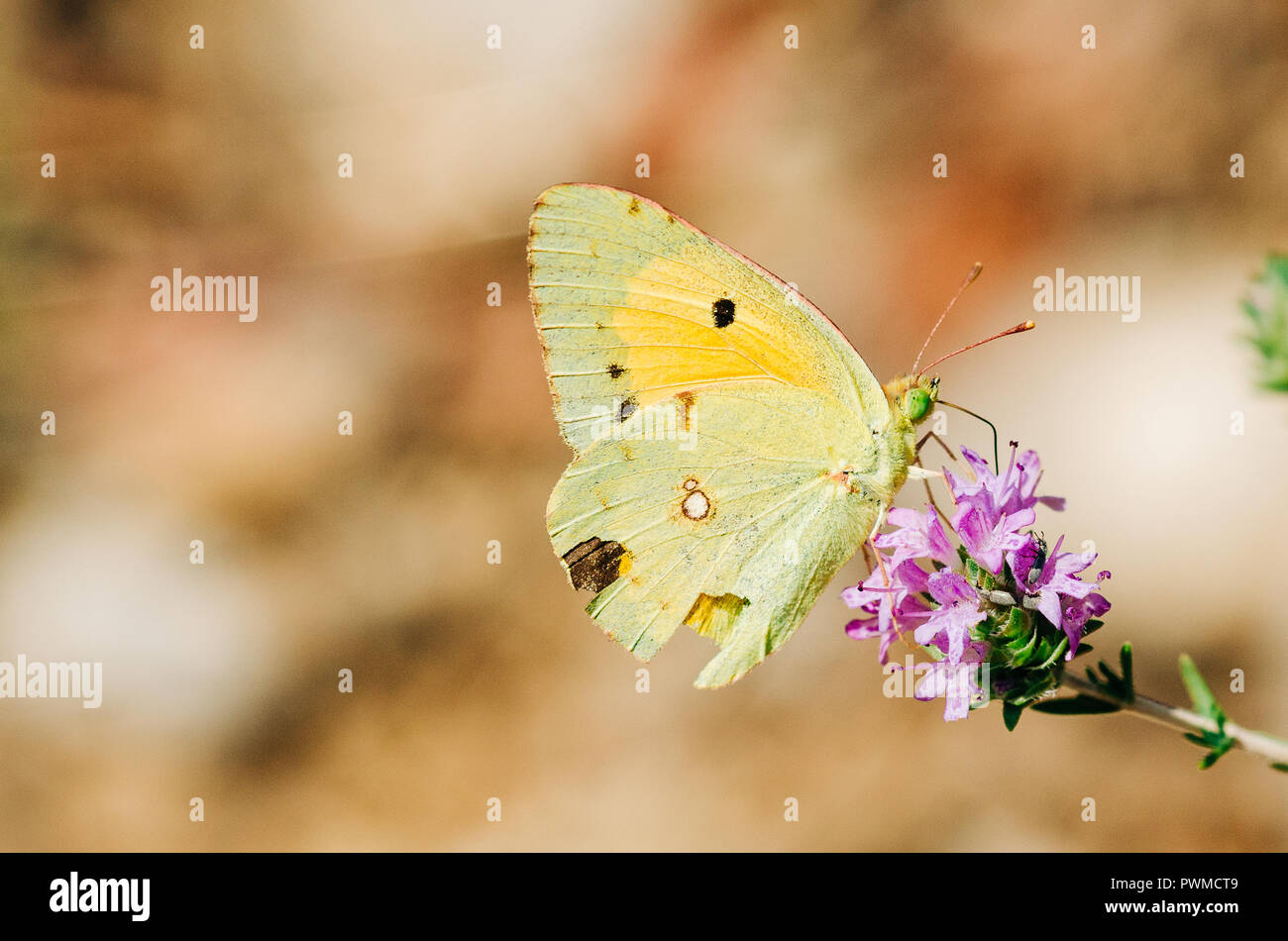 Close up photography, vert et jaune Papillon avec fleurs violettes Banque D'Images