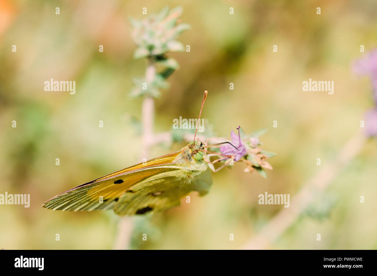 Close up photographie, papillon orange avec des fleurs Banque D'Images