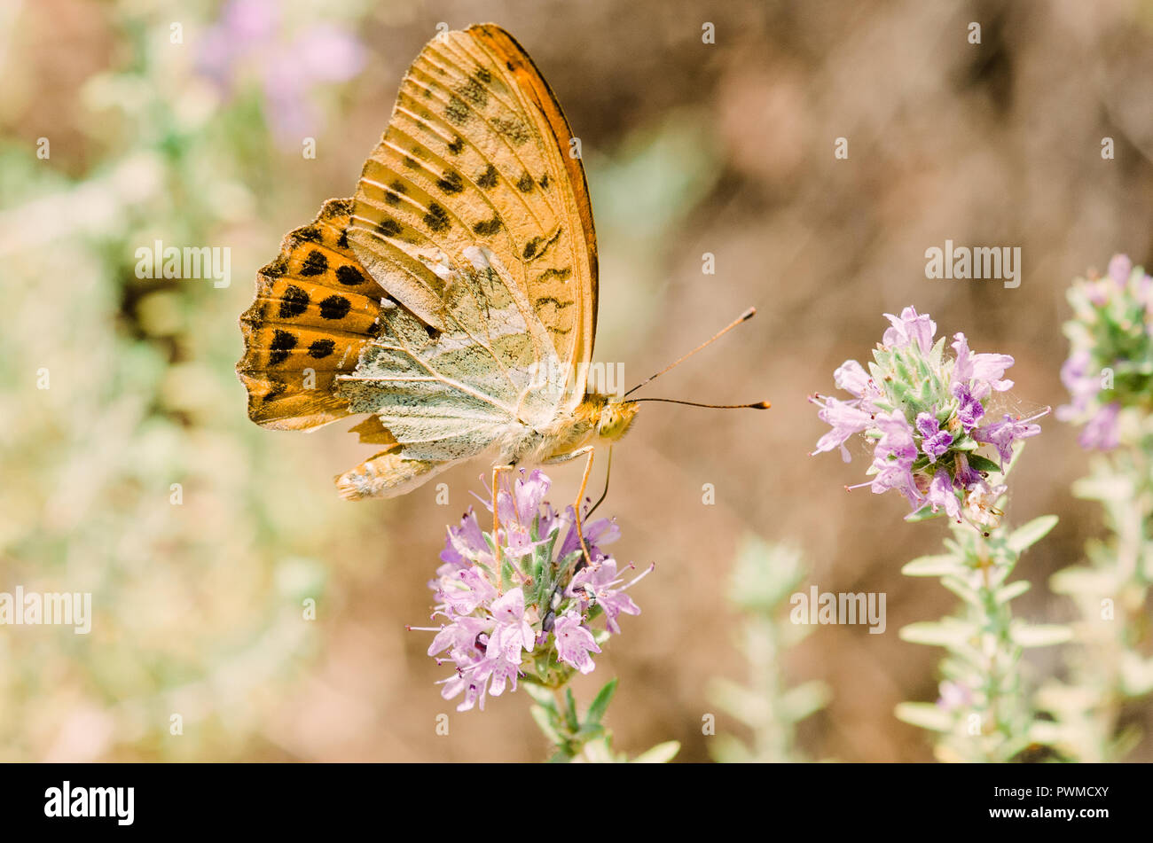 Fermer à la photographie d'un papillon et une fleur Banque D'Images