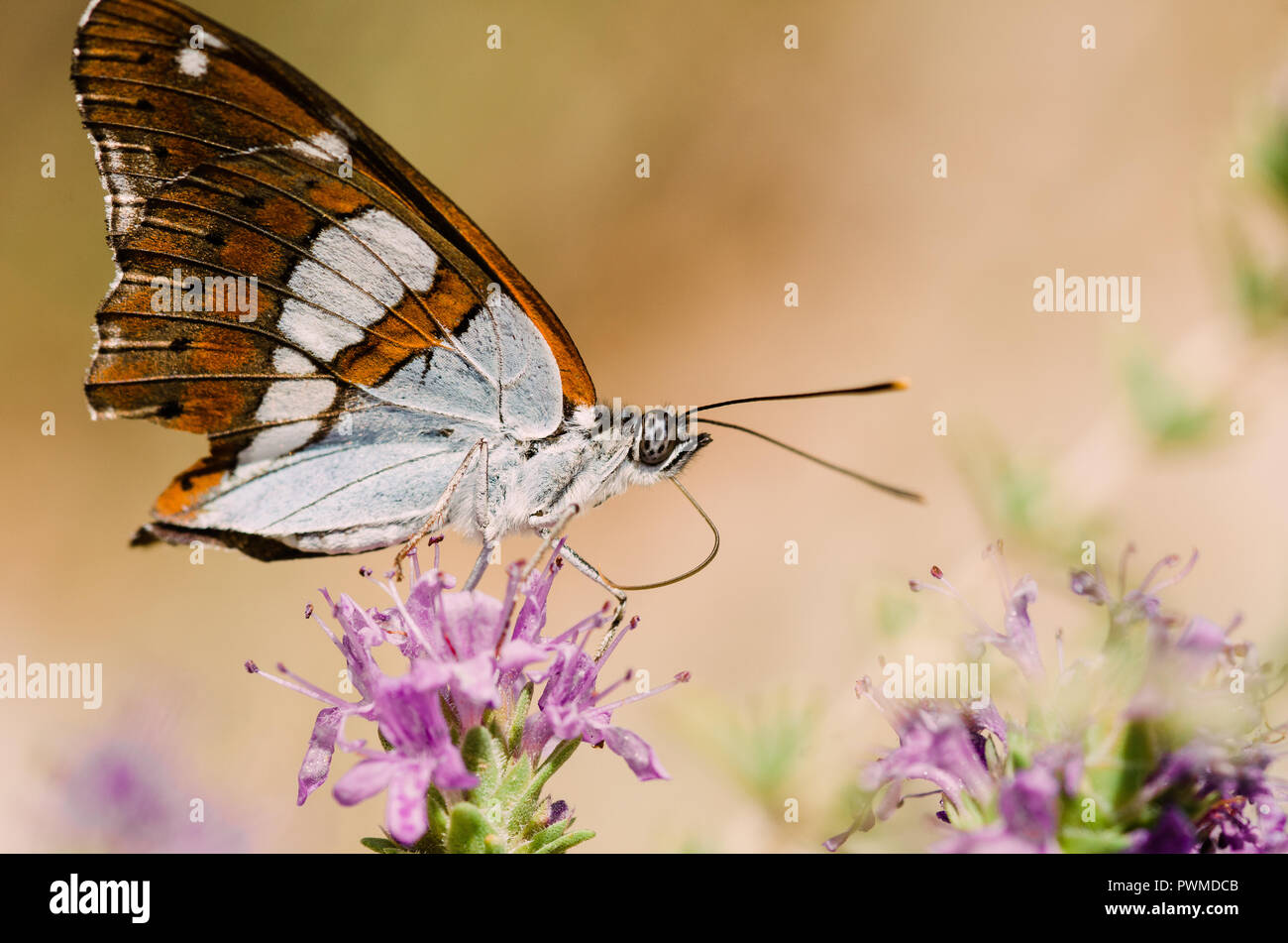 Fermer à la photographie d'un papillon et une fleur Banque D'Images