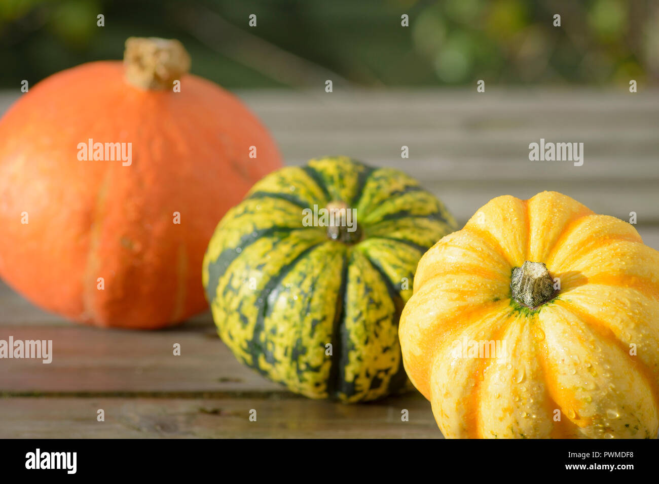 Mini squash Banque de photographies et d'images à haute résolution - Alamy