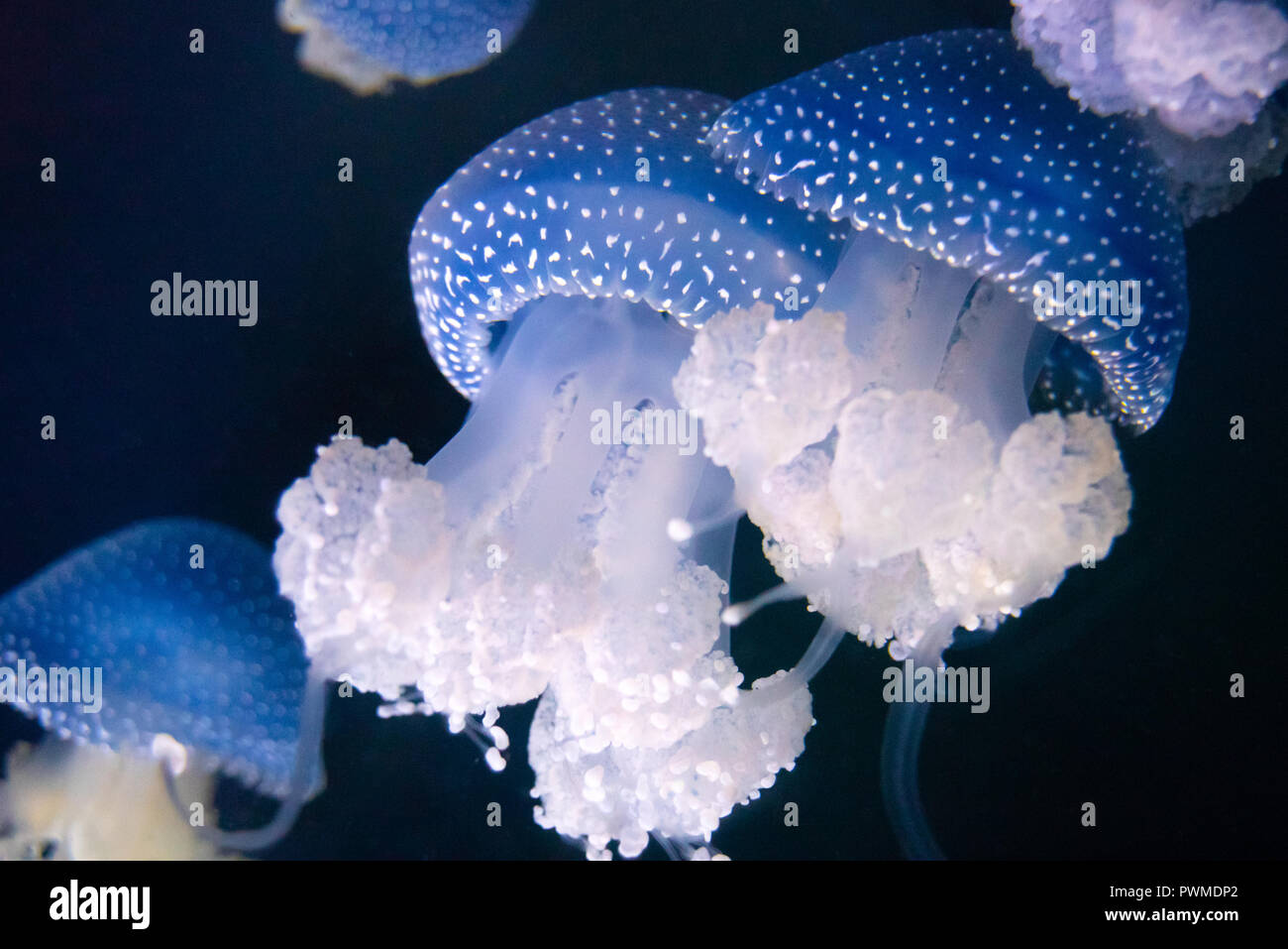 White-spotted gelées (Phyllorhiza punctata) à l'Aquarium de Géorgie dans le centre-ville d'Atlanta, Géorgie. (USA) Banque D'Images