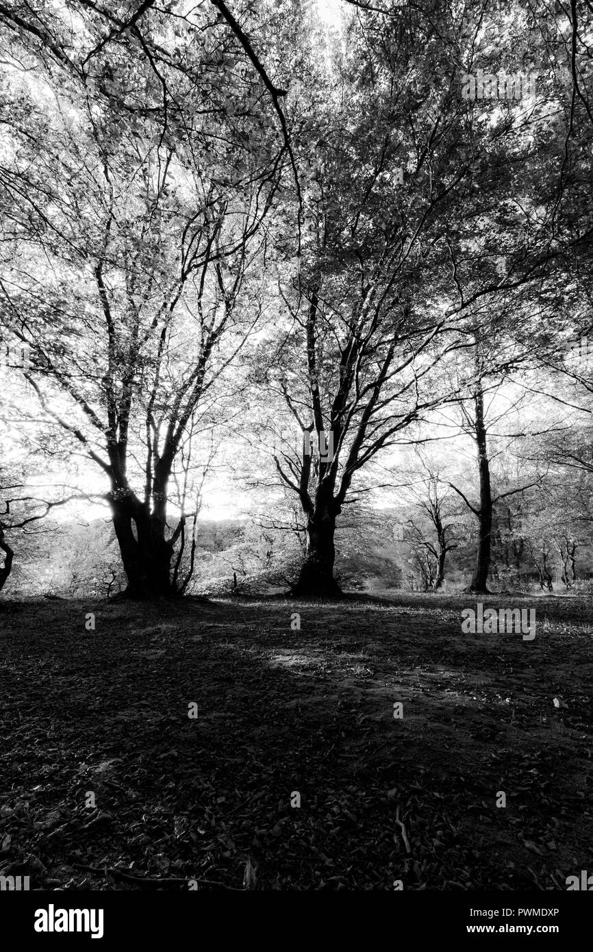 Forêt de hêtres dans Canfaito (Marches, Italie) au coucher du soleil avec de longues ombres Banque D'Images