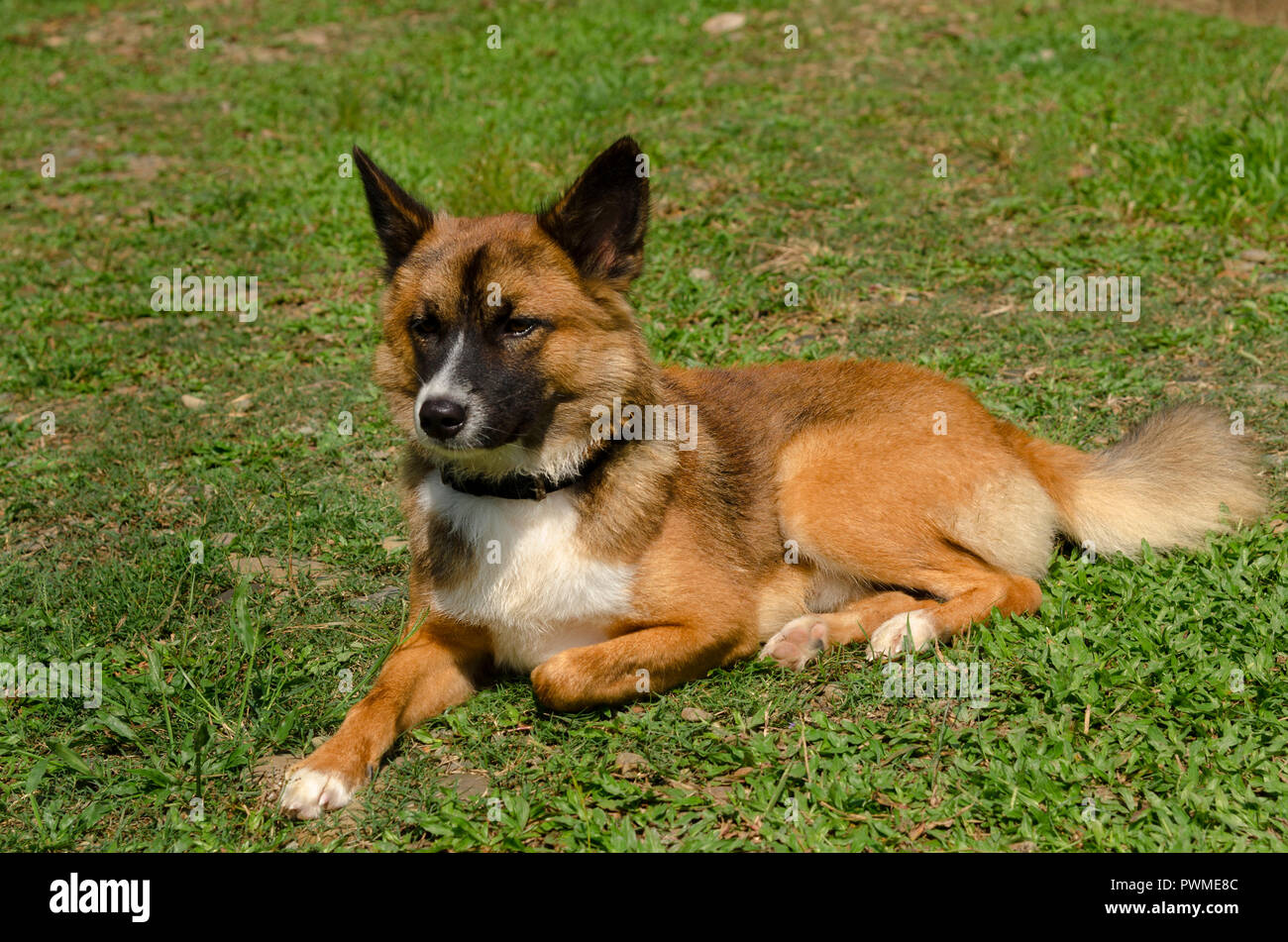 Portrait de chien (FIGO) Banque D'Images