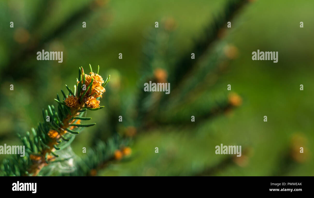 Les jeunes petites branches de sapin Banque D'Images