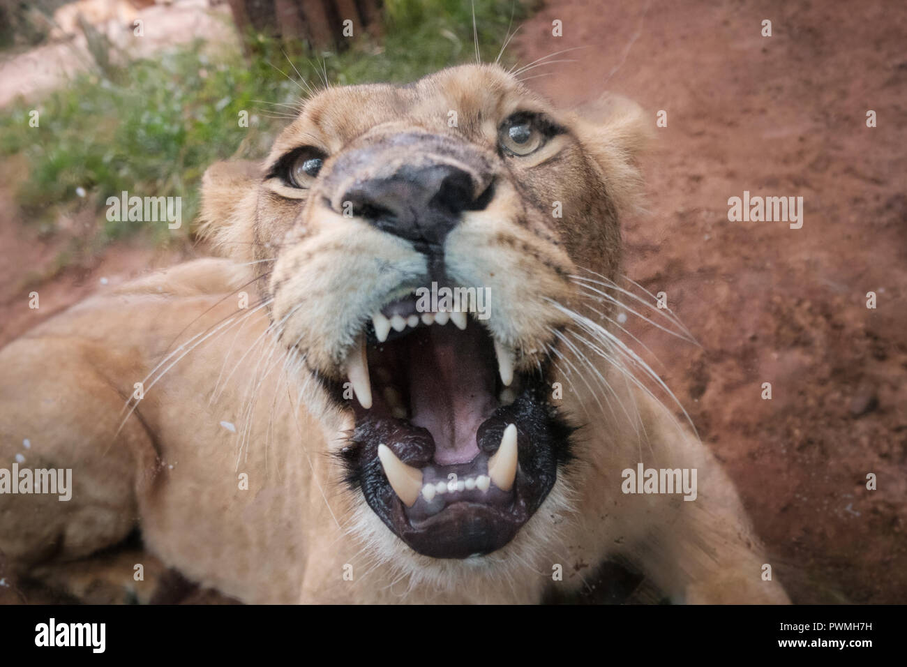 Lion femelle montrant les dents , looking at camera - Banque D'Images