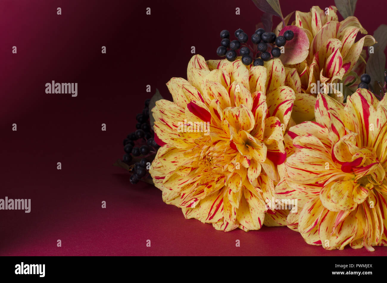 Dahlias jaune vif sur un ordinateur portable des fond violet foncé. Automne, automne concept romantique. Banque D'Images