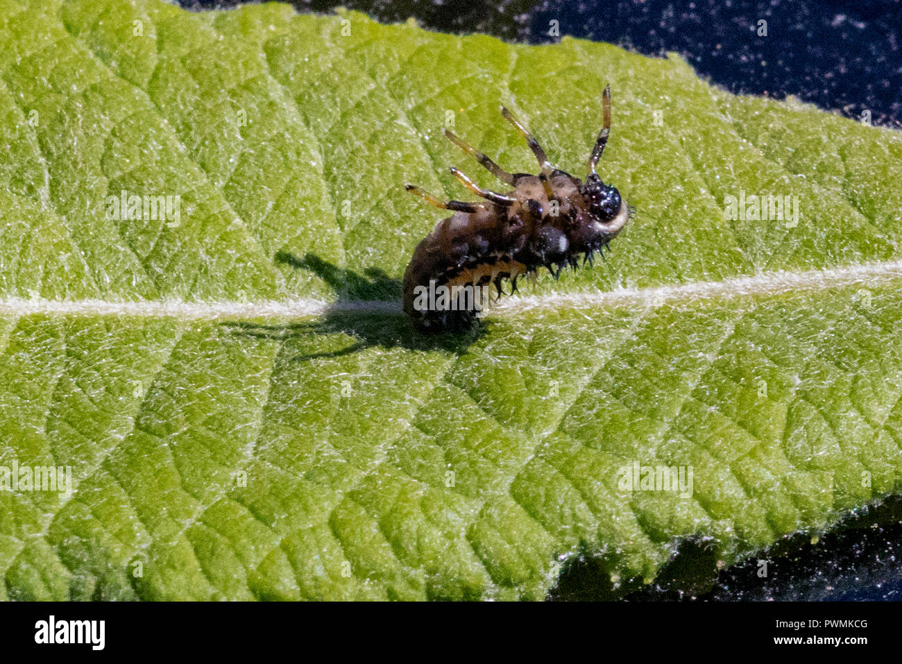 Gros plan d'une larve Coccinelle Arlequin reposant sur une feuille de saule vert dans un jardin Banque D'Images