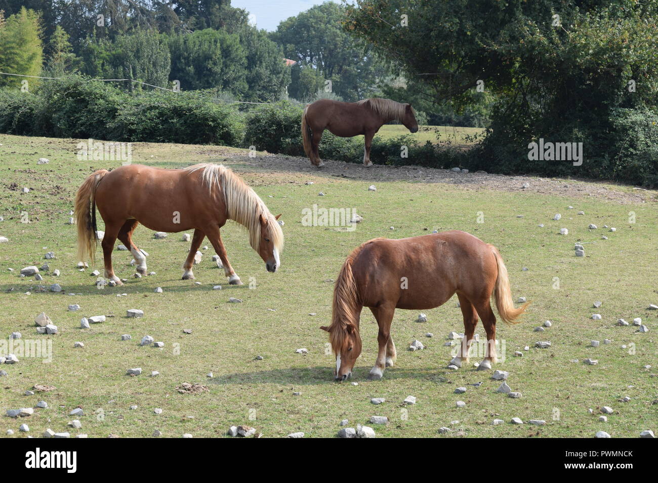 Le pâturage des poneys au bord d'un lac, dans le lac de Côme, Italie Banque D'Images