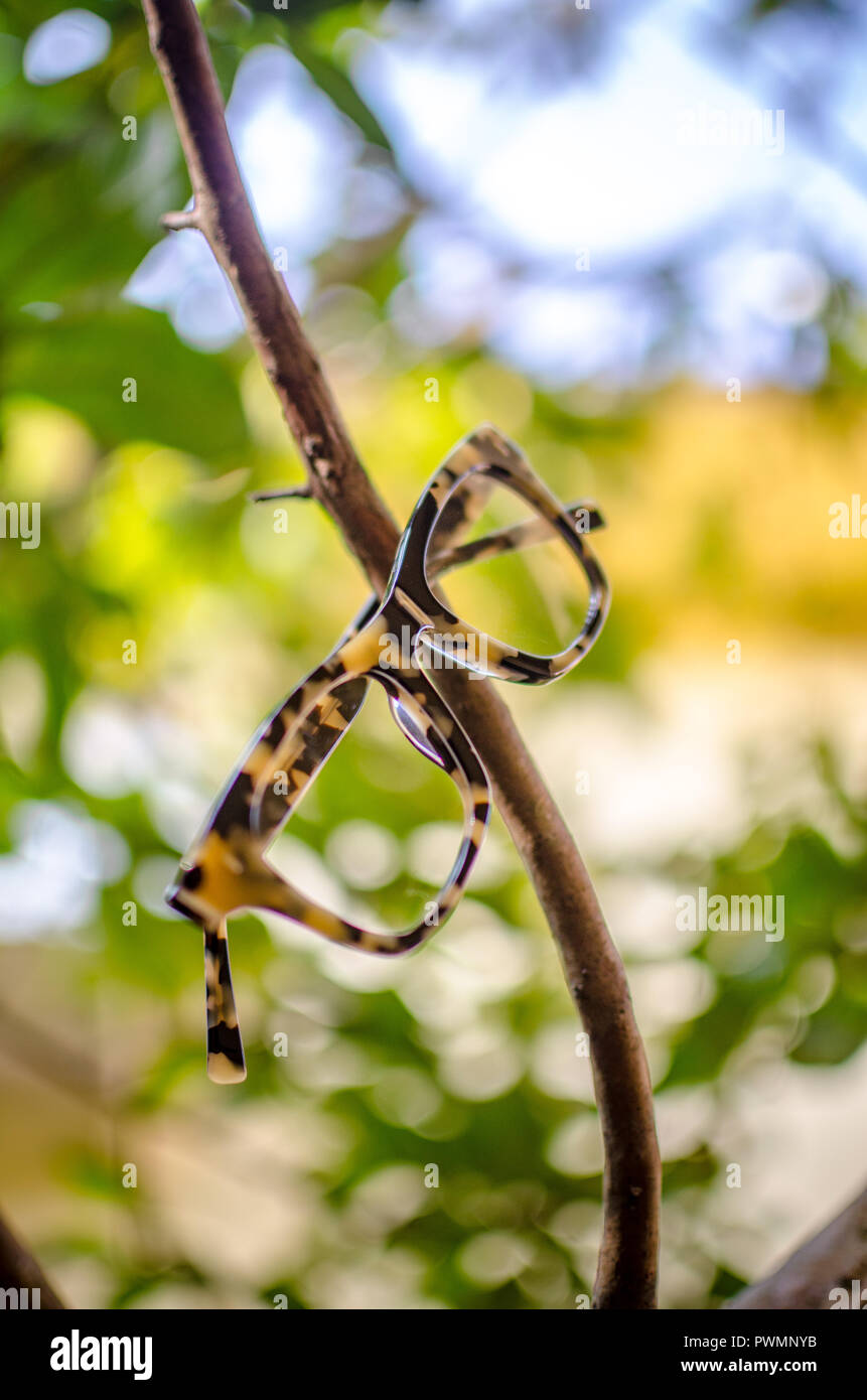 Une jante, tortue, châssis de lunettes rectangulaire suspendu à une branche d'arbre la nature en arrière-plan. Banque D'Images