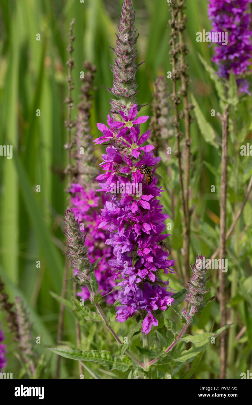 La salicaire Lythrum salicaria plantes au bord des zones humides Bois de Cris, Dumfries, Ecosse UK Banque D'Images