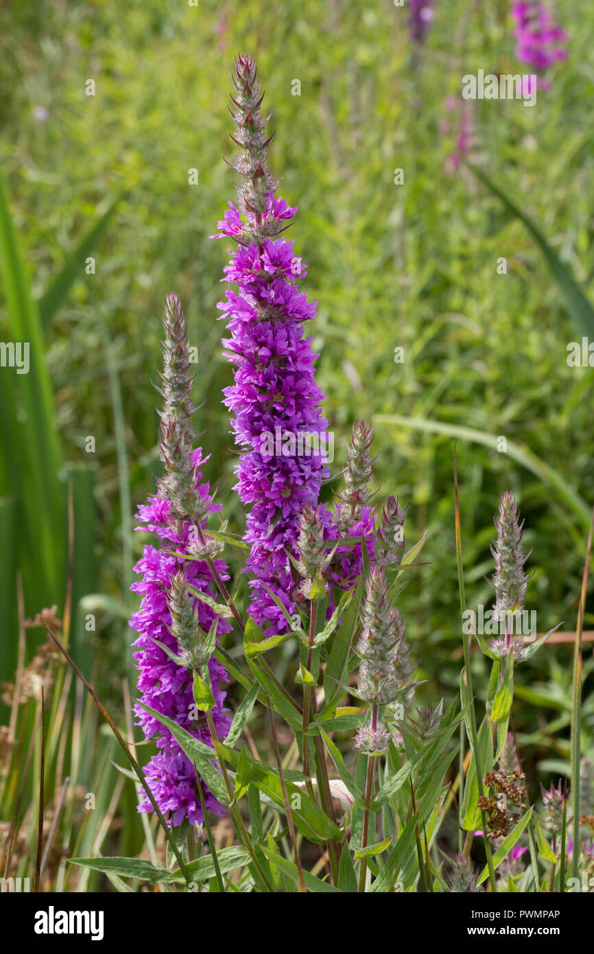 La salicaire Lythrum salicaria plantes au bord des zones humides Bois de Cris, Dumfries, Ecosse UK Banque D'Images