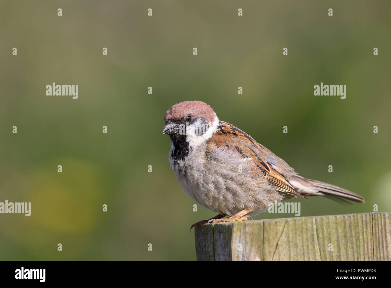 Vue latérale détaillée près de l'oiseau sauvage du Royaume-Uni (Passer montanus) isolé, perché à l'extérieur sur un poteau en bois, en été. Les corneilles britanniques. Banque D'Images