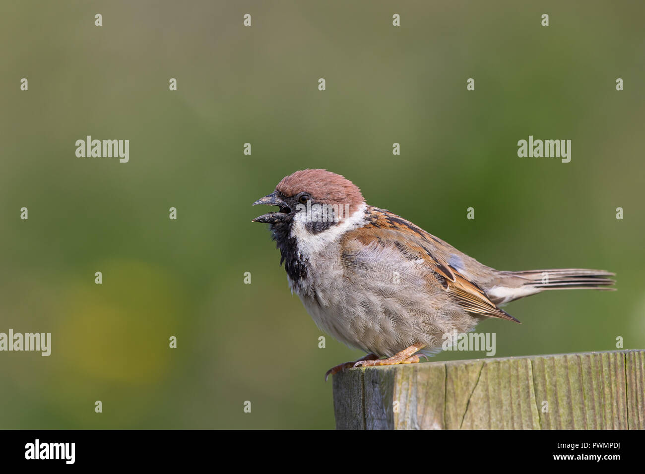 Fermer, vue latérale de moineau sauvage, Royaume-Uni (passer montanus) isolé à l'extérieur, perché sur un poteau en bois en été ensoleillé, bec ouvert. Banque D'Images