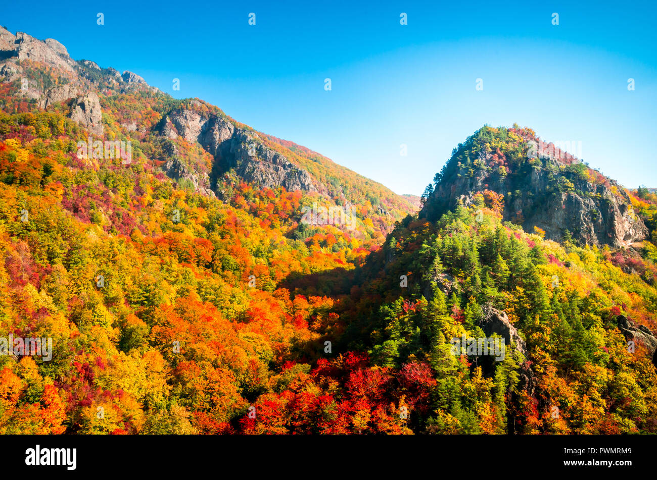En automne, Cozia Carpates, Roumanie. Des couleurs d'automne en forêt. Paysages de la nature avec lumière du soleil à travers les branches des arbres. Colorful Autu Banque D'Images