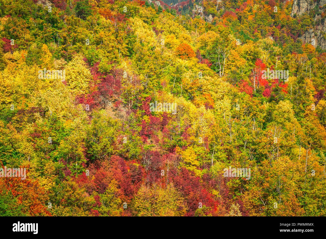 En automne, Cozia Carpates, Roumanie. Des couleurs d'automne en forêt. Paysages de la nature avec lumière du soleil à travers les branches des arbres. Colorful Autu Banque D'Images