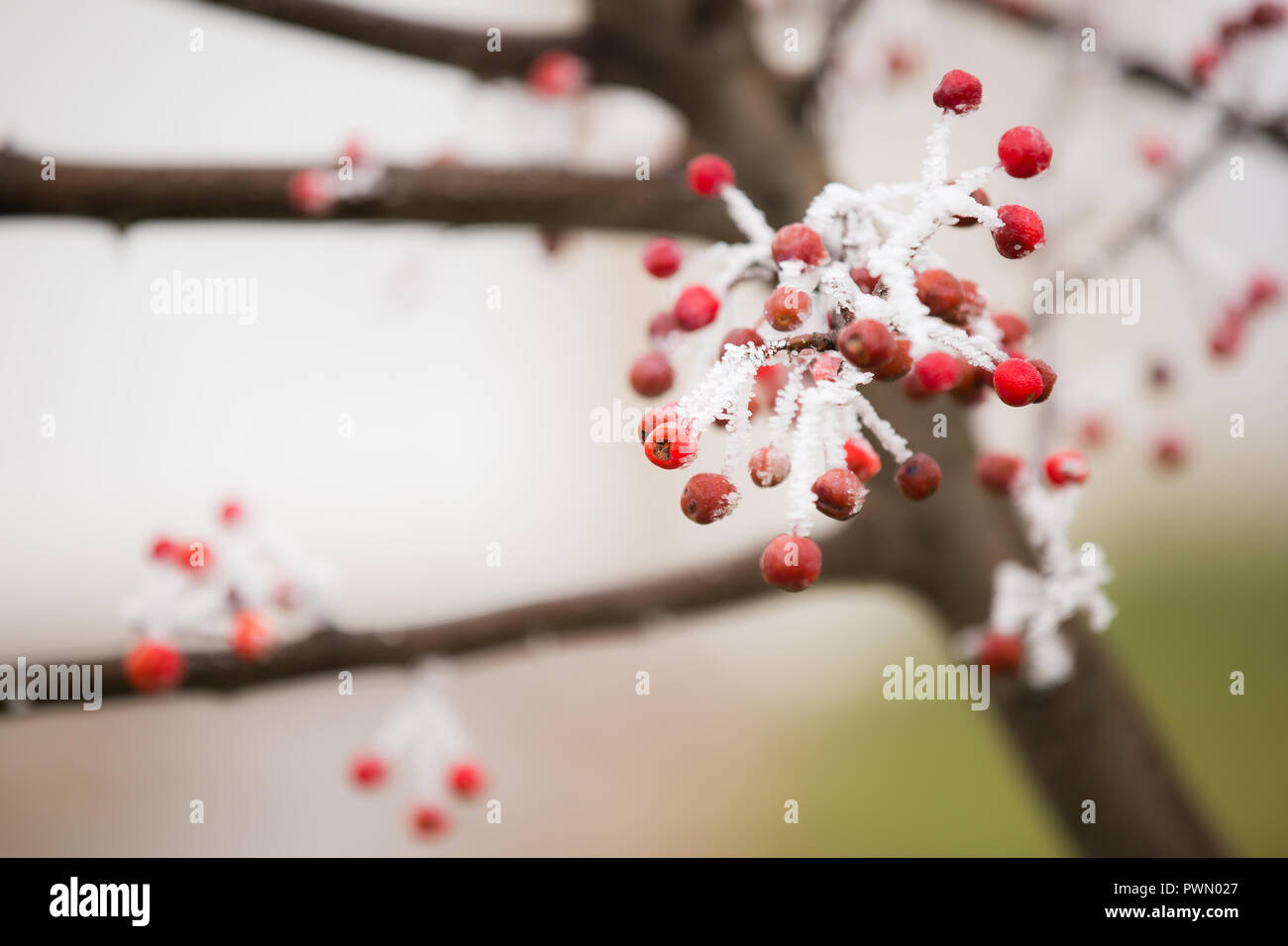 Petits fruits rouges sur une branche d'arbre avec une belle gelée blanche Banque D'Images