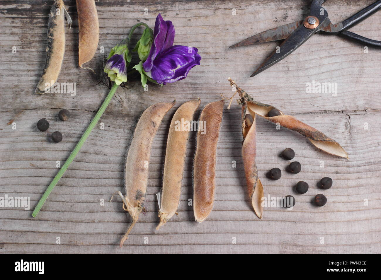 Lathyrus odoratus. Fading pois de fleurs, pois secs et gousses voit prêt à être enregistré pour les futures plantations, début d'automne, UK Banque D'Images